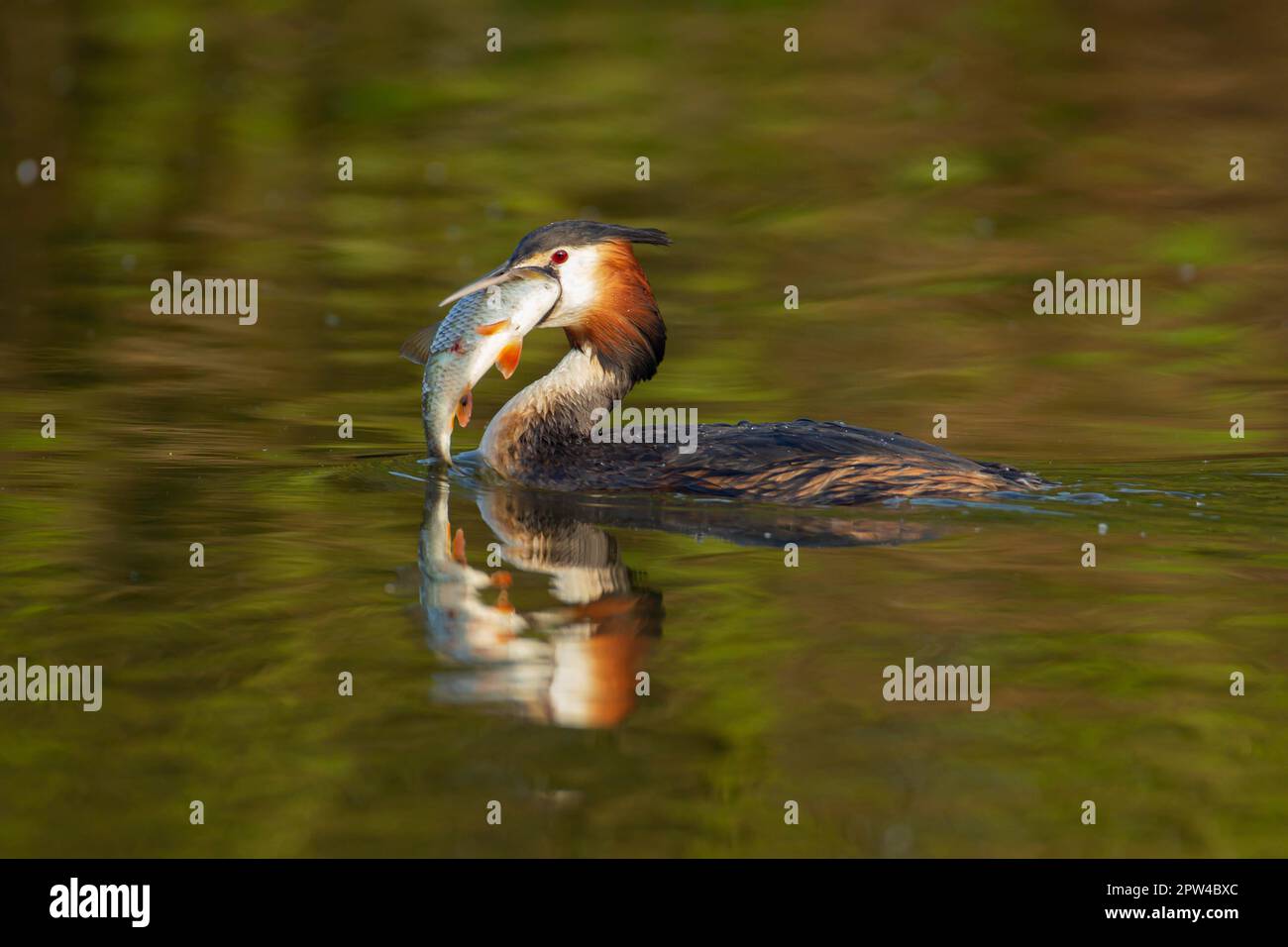 Großkammmuschel (Podiceps cristatus) ausgewachsener Vogel mit einem großen Fisch im Schnabel an einem Fluss, Norfolk, England, Großbritannien Stockfoto