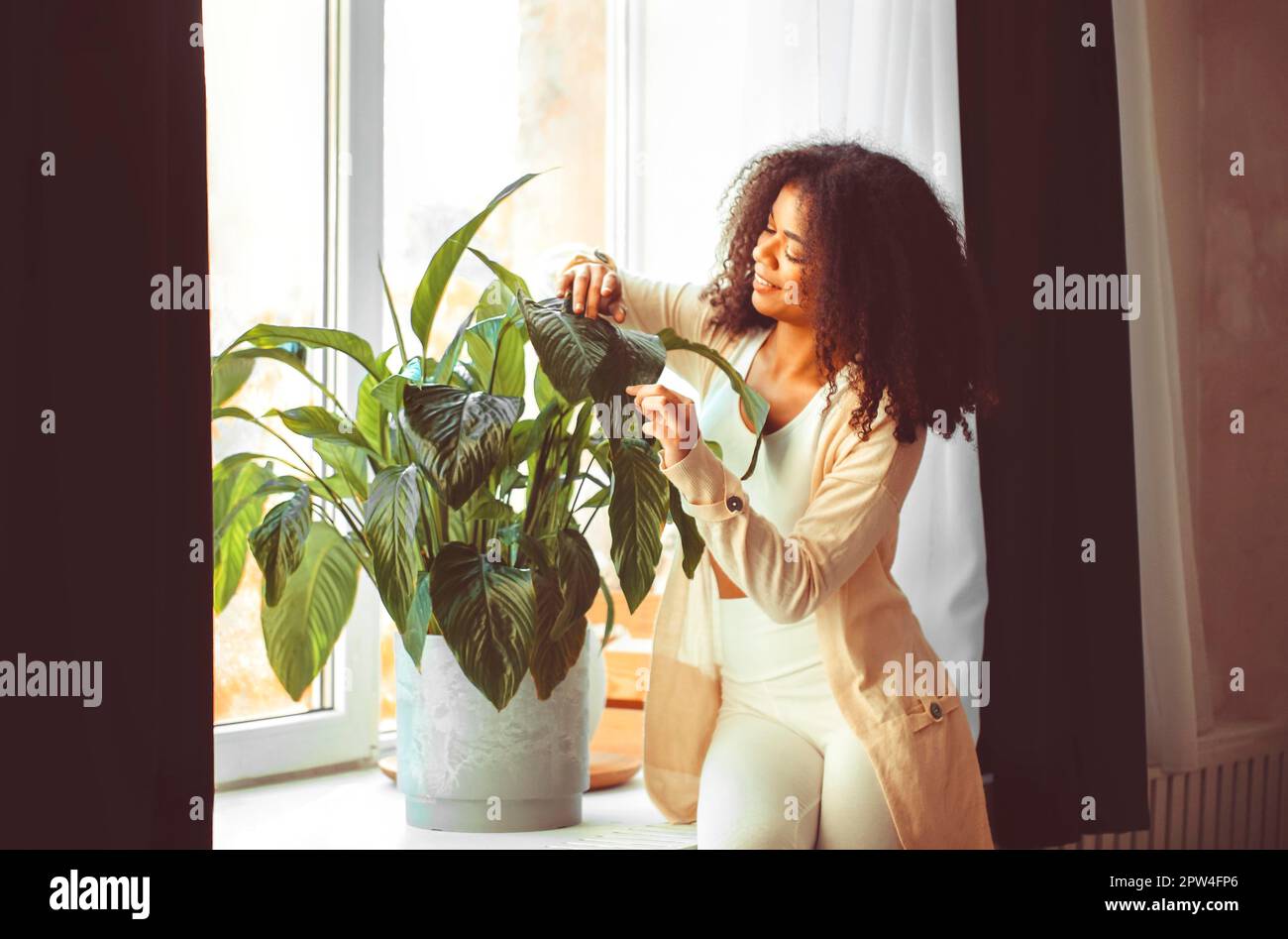 Junge (Spathiphyllum) wunderschöne junge afroamerikanische Frau, die zu Hause vor einem Fensterbrett im Wohnzimmer steht, während sie großes Grün abstaubt Stockfoto