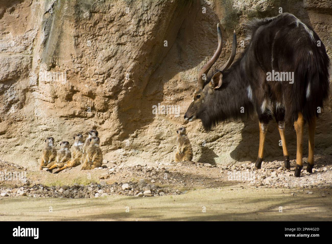 Wunderschönes Antilope-Nyala mit tollen Hörnern, die süße Suricatas sehen Stockfoto