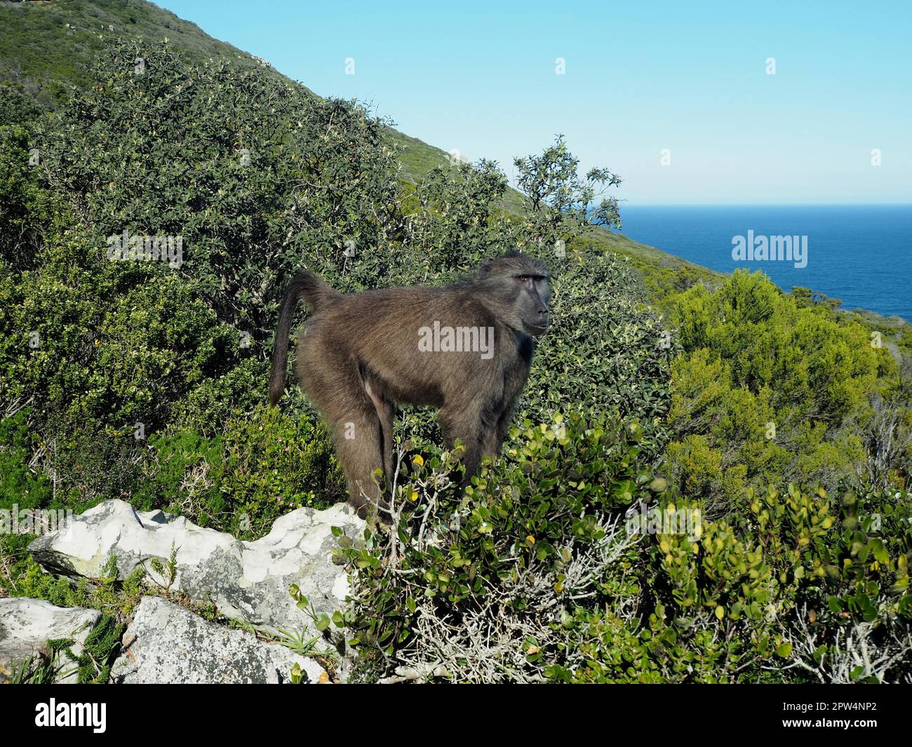 Chacma Pavian (Papio ursinus) im Kap der Guten Hoffnung Nationalpark, Kapstadt, Südafrika Stockfoto