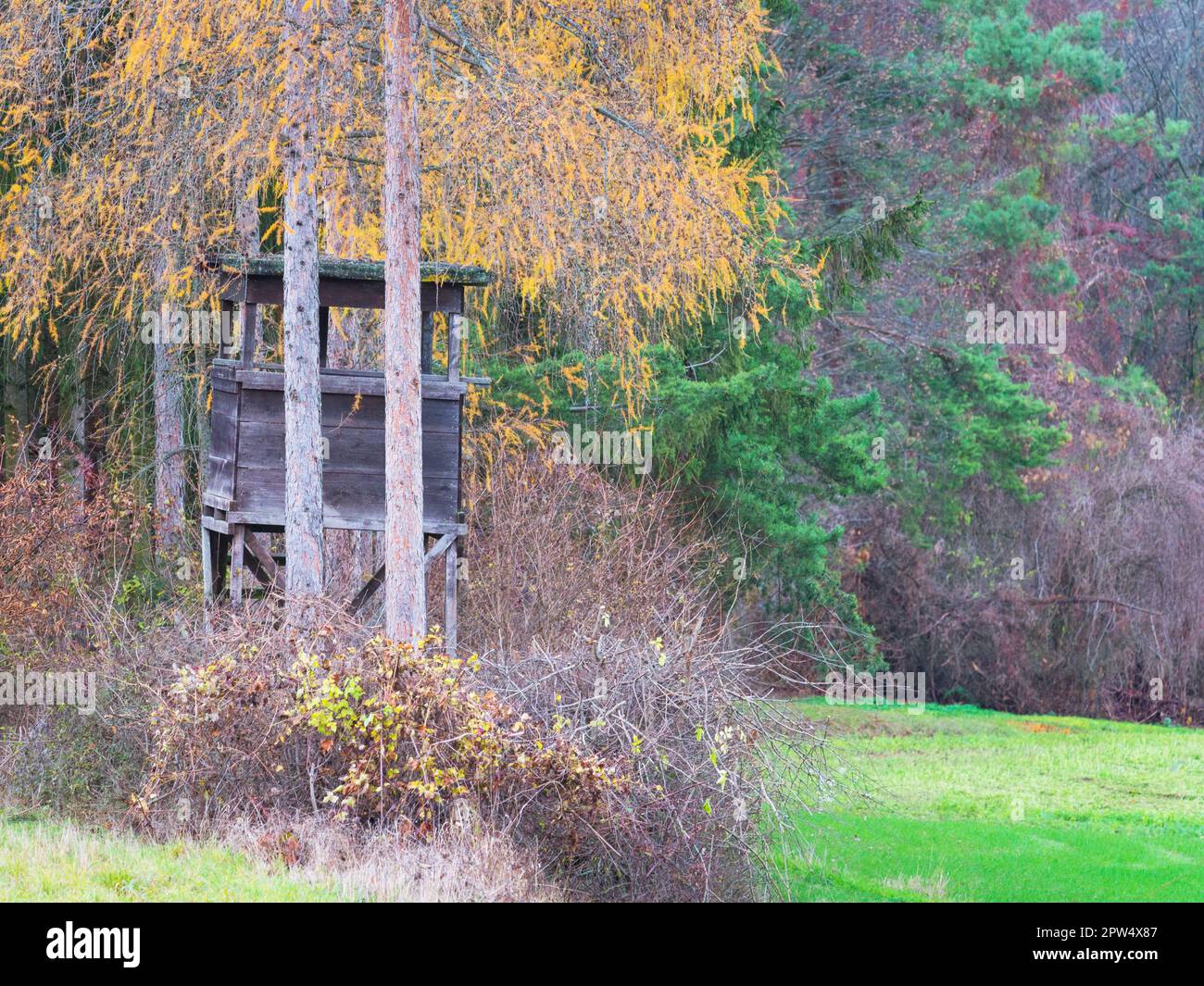 Hirsche stehen im Wald Stockfoto