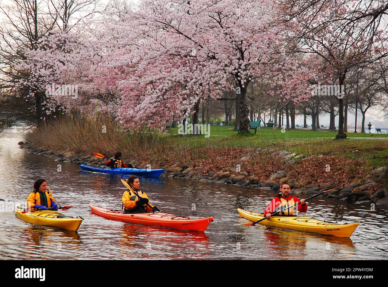Kajakfahrer fahren durch Bostons Esplanade und bewundern die blühenden Kirschbäume Stockfoto