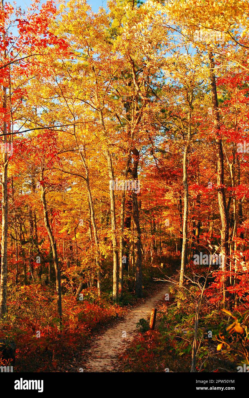 Ein Pfad führt Wanderer durch Herbstfarben und Herbstlaub, während er in einen Wald eindringt Stockfoto