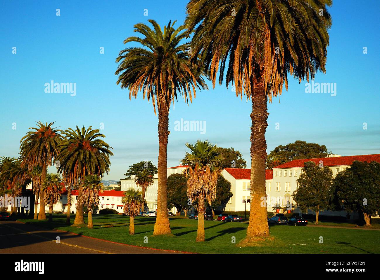 Palmen säumen eine Straße im Presidio, einer ehemaligen Militärbasis in San Francisco Stockfoto