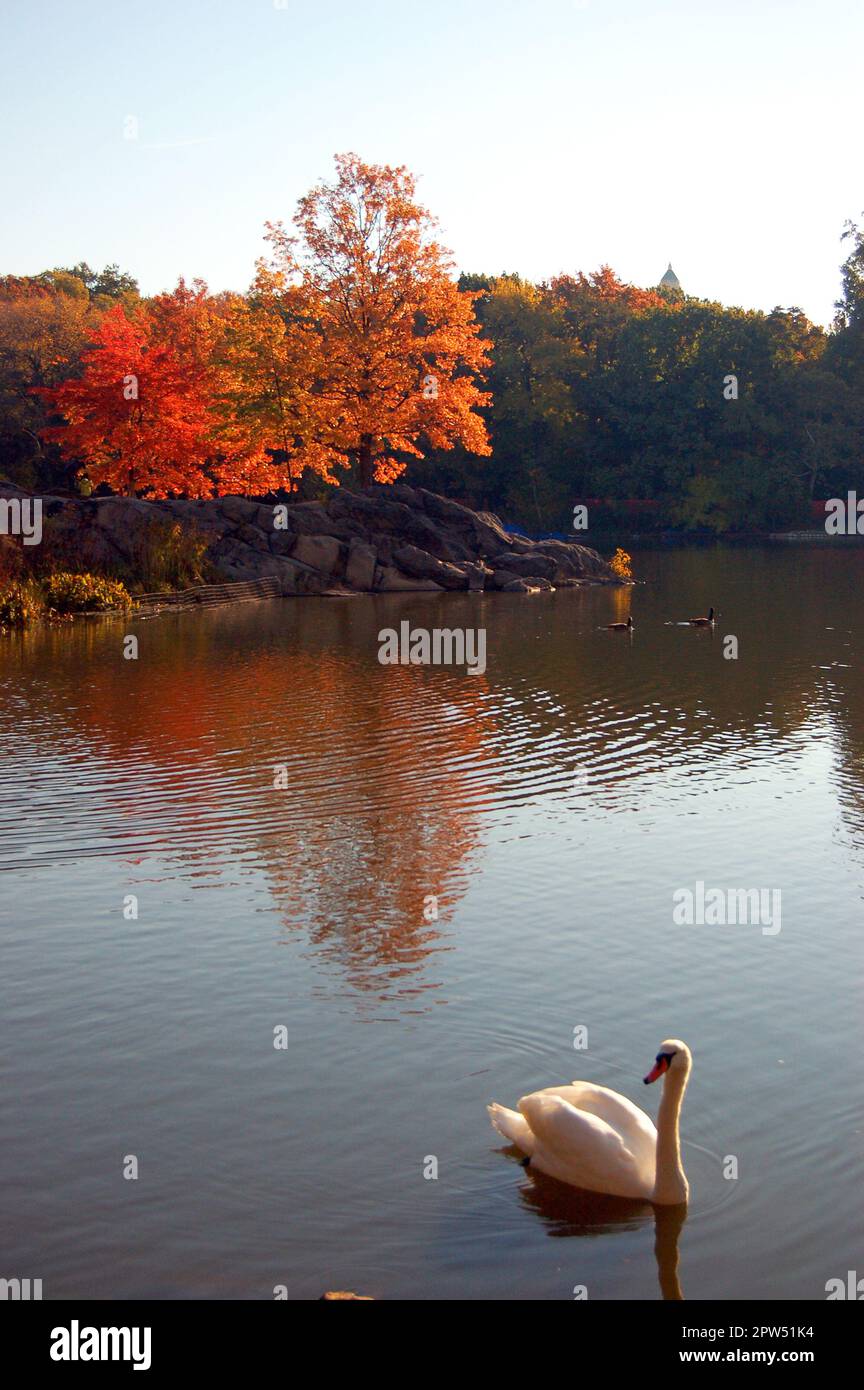An einem Herbsttag gleitet ein Schwan über das Wasser eines Herbstsees im New Yorker Central Park Stockfoto