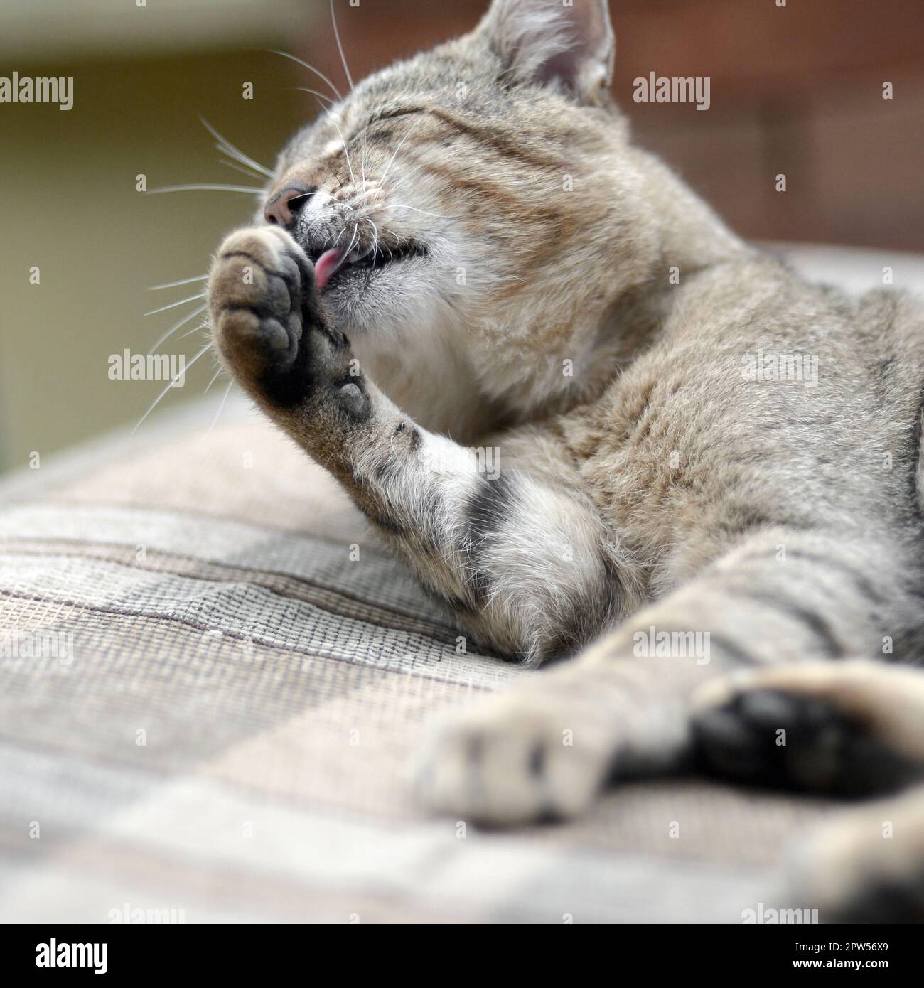 Portrait von tabby Katze sitzt und leckte sich die Haare im Freien und liegt auf braunem Sofa in Abend Stockfoto