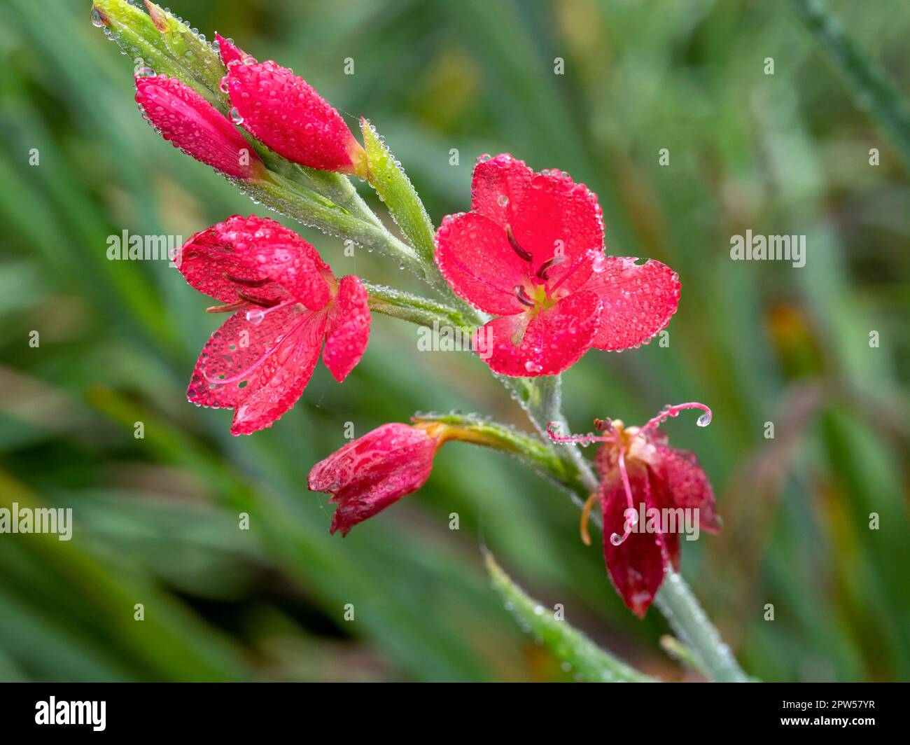 Eine Nahaufnahme von zarten roten Hesperantha Coccinea Oregon Sunset Blumen an einem frostigen Morgen Stockfoto