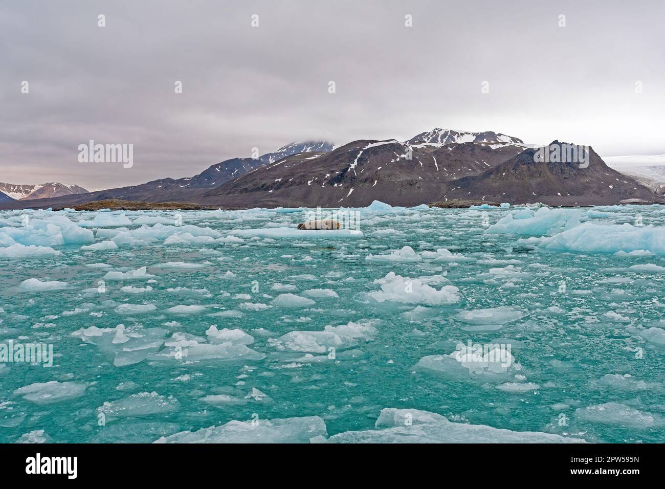 Bartrobbe in einem Eisbergenmeer bei Lilliehookfjorden auf den Svalbard-Inseln in Norwegen Stockfoto