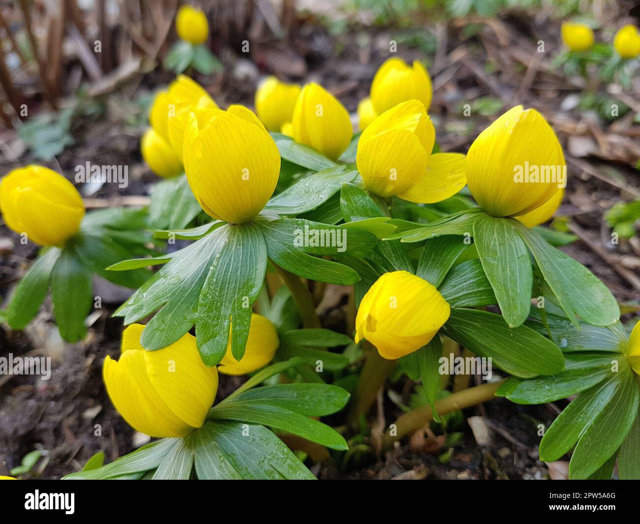 Winterling, Erantthis hyemalis, ist eine Blume die im Winter blueht und gelbe bluetzen beitzt. Winterling, Erantthis hyemalis, ist eine Blume, die i blüht Stockfoto