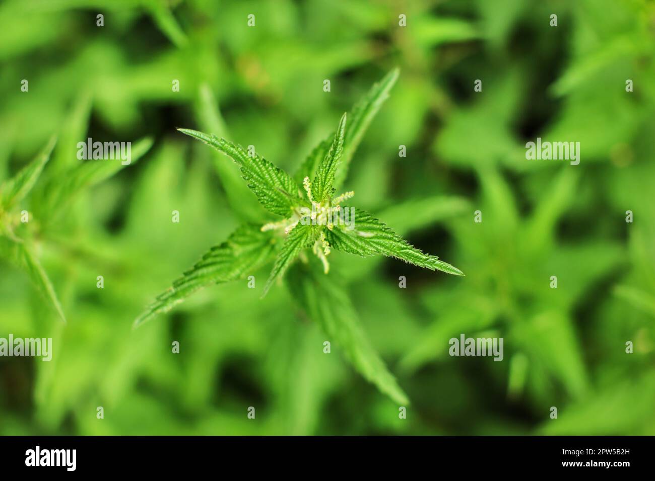 Flache Tiefenschärfe Foto, nur wenige Blüten und Blätter im Fokus, Junge Brennnessel (Urtica dioica) Pflanze, mit unscharfen Hintergrund Schuß von Abo Stockfoto
