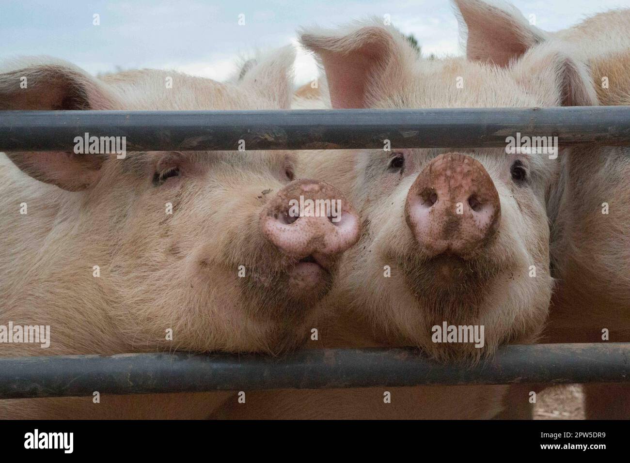Schweine im Knast Stockfoto
