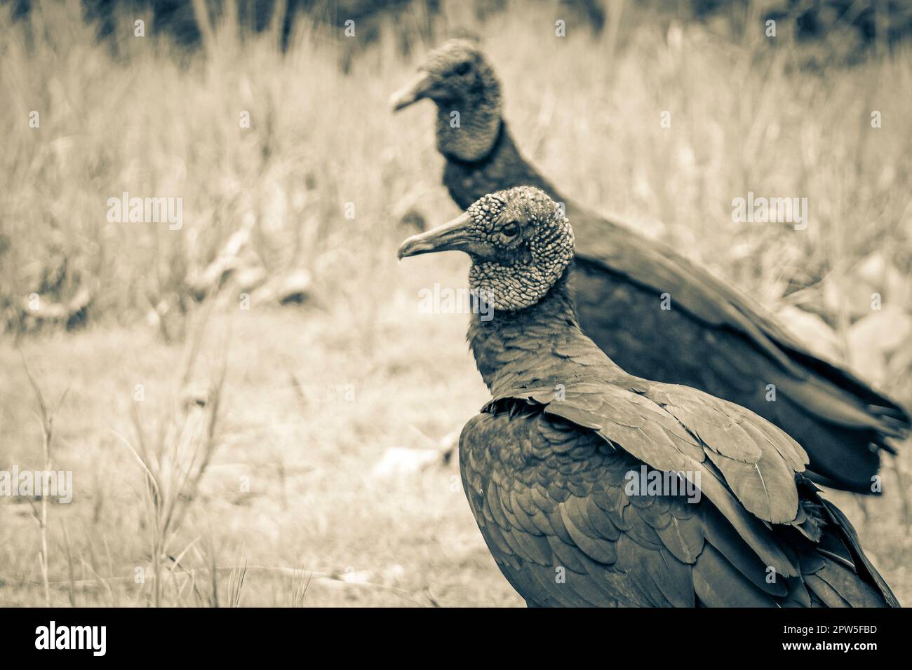 Paar tropische Schwarze Geier Coragyps atratus brasiliensis auf dem Mangrove und Pouso Beach Gras in der Natur von Ilha Grande Rio de Janeiro Braz Stockfoto
