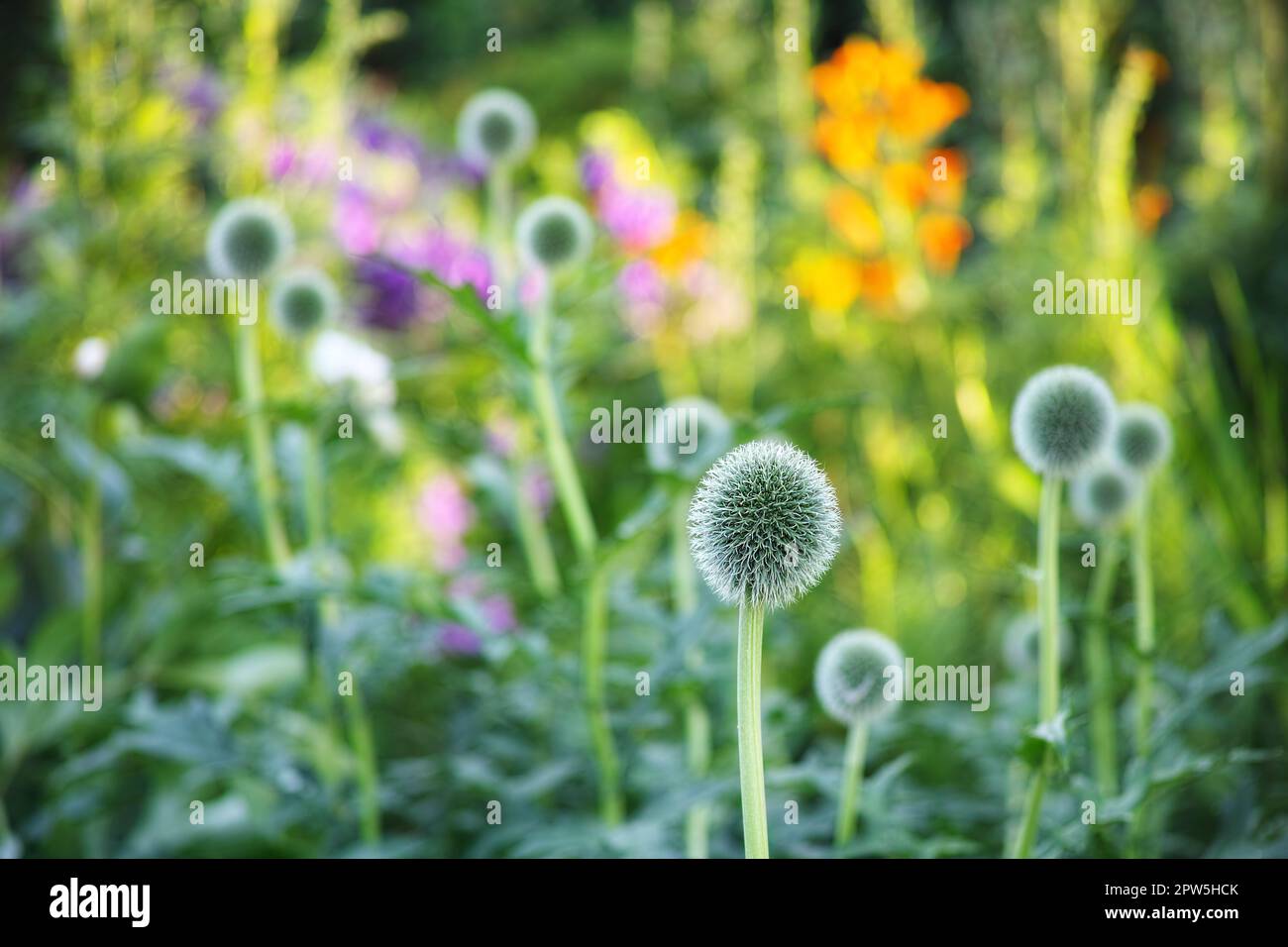 Genießen Sie die Schönheit eines Frühlingsgartens. Disteln wachsen im Garten unter anderen Wildblumen Stockfoto