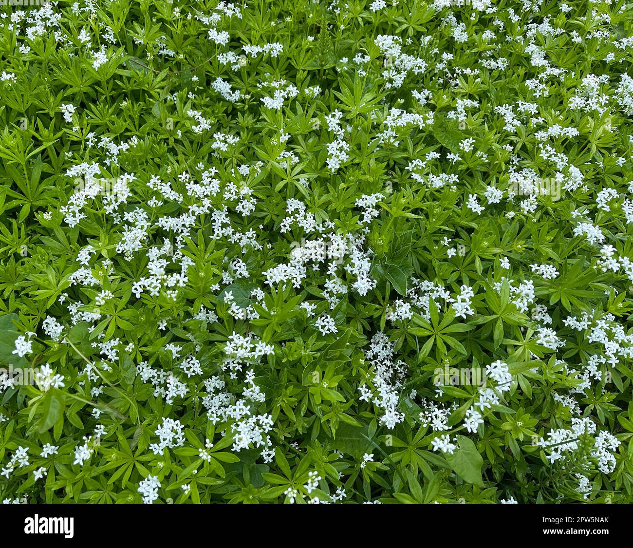 Waldmeister, Galium odoratum ist eine Gewürz- und Heilpflanze die im ...