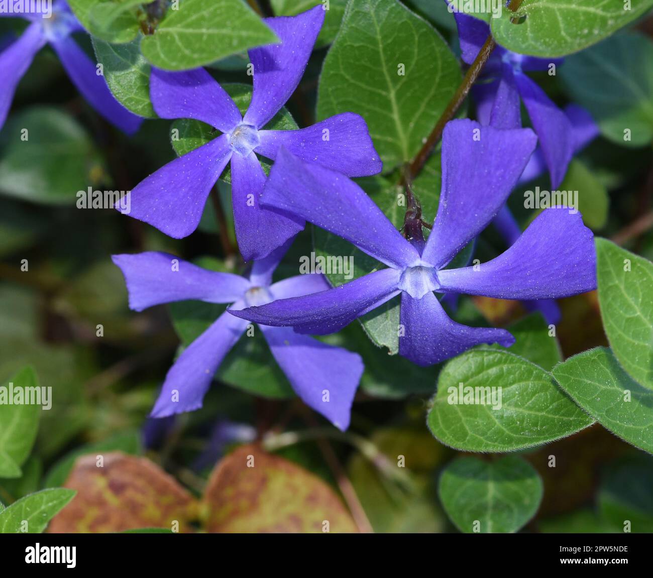 Immergruen, Vinca Major, ist eine wichtige Heilpflanze mit Blauen