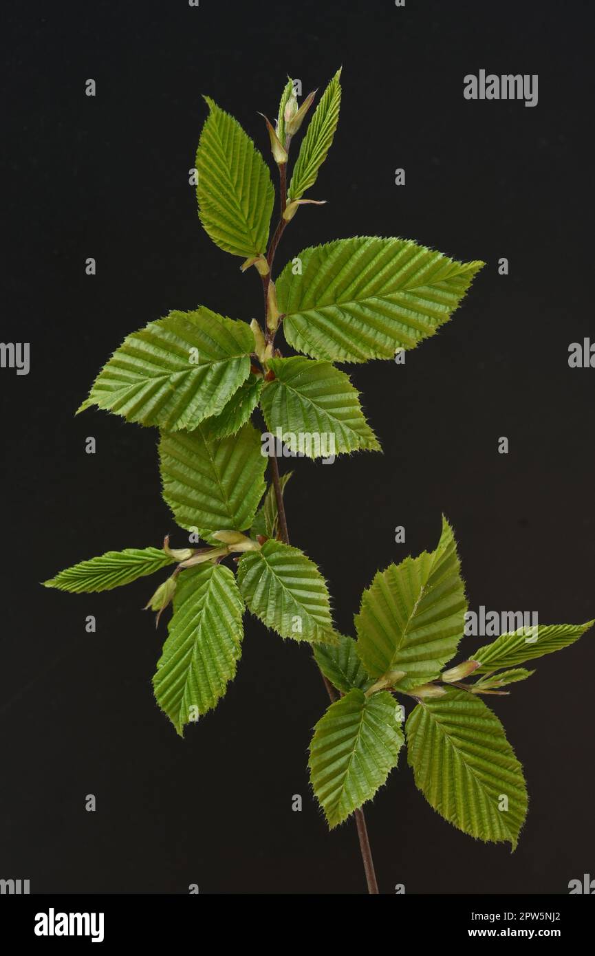 Hainbuche, Carpinus, betulus, ist ein Laubbaum der oft in unseren Waeldern vorkommt. You is a maechtiger Baum and sein Holz is a improve Stockfoto