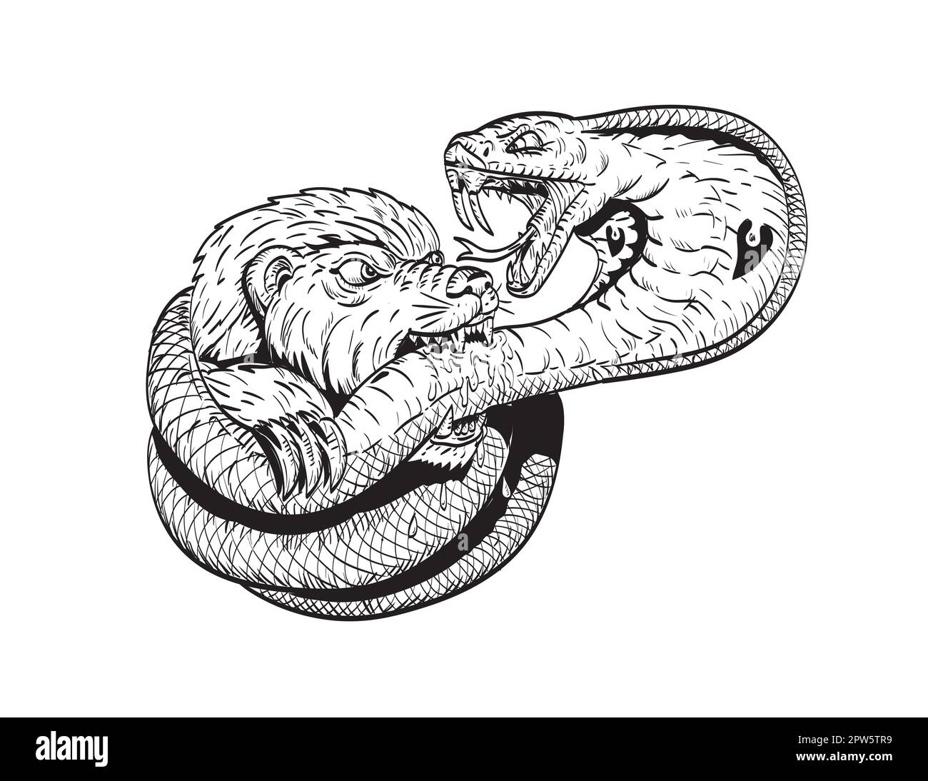 Comics-Zeichnung oder Illustration eines Honigdachs, der auf einem isolierten Hintergrund in Schwarz und Weiß im Retro-Stil gegen eine Königskobra kämpft. Stockfoto