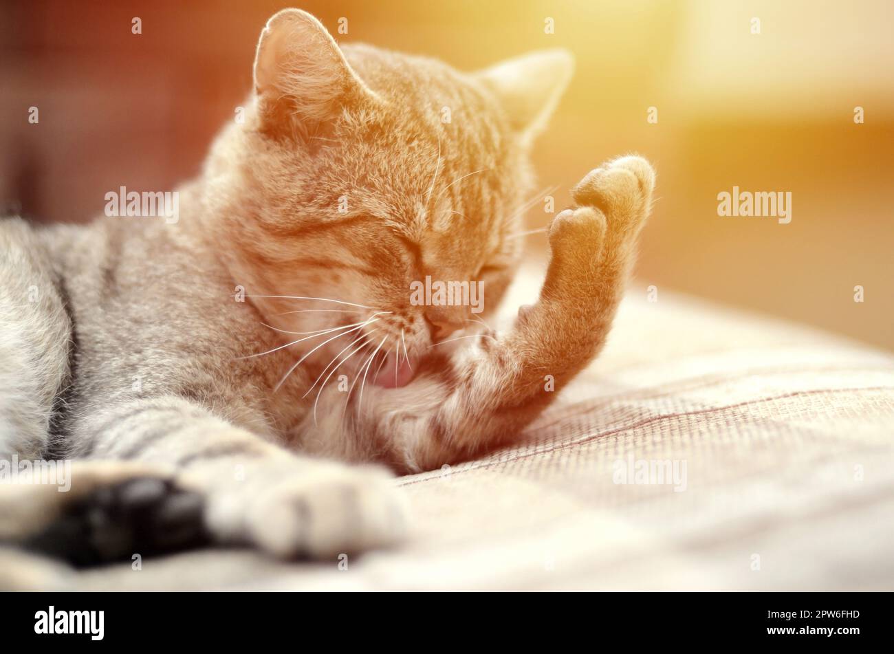 Portrait von tabby Katze sitzt und leckte sich die Haare im Freien und liegt auf braunem Sofa in Abend Stockfoto