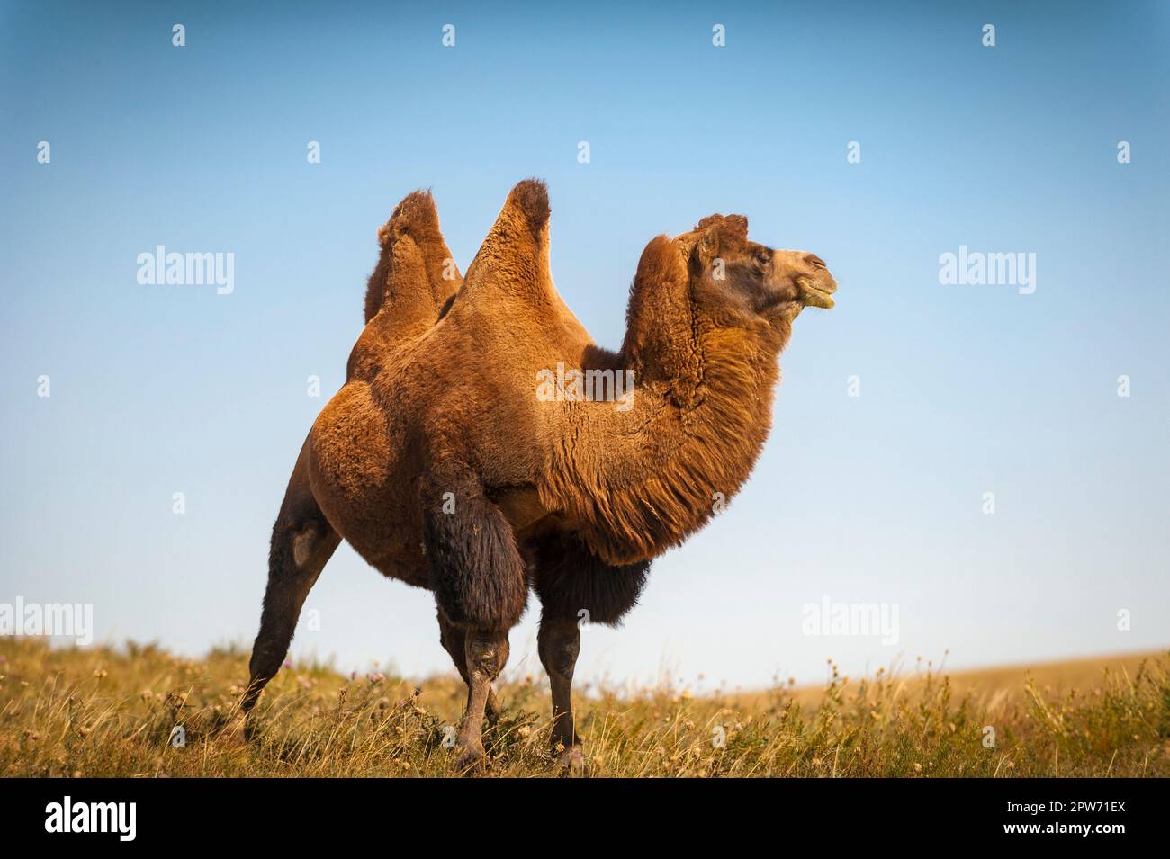 Ein Kamel beobachtet die Umgebung in der Grassteppe aufmerksam Stockfoto