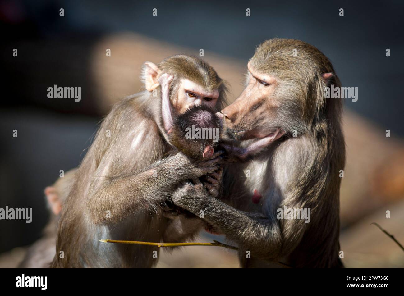 Zwei Paviane kümmern sich liebevoll um ein Junges Stockfoto