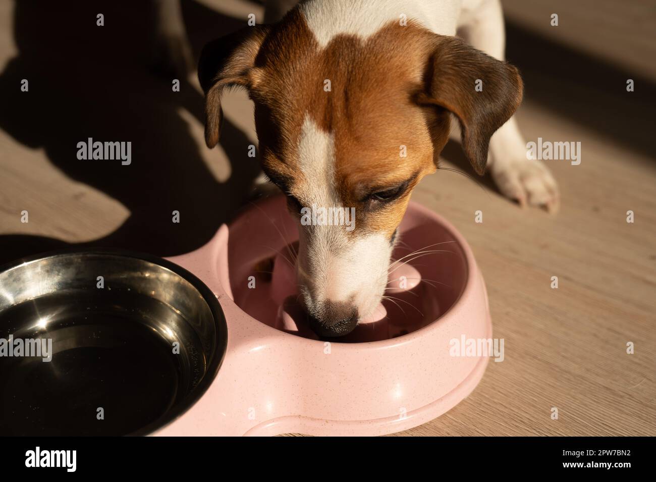 Eine Doppelschüssel für langsames Füttern und eine Schüssel Wasser für den Hund. Jack Russell Terrier-Hund isst trockenes Essen von einem rosa Teller auf einem Holzboden. Stockfoto