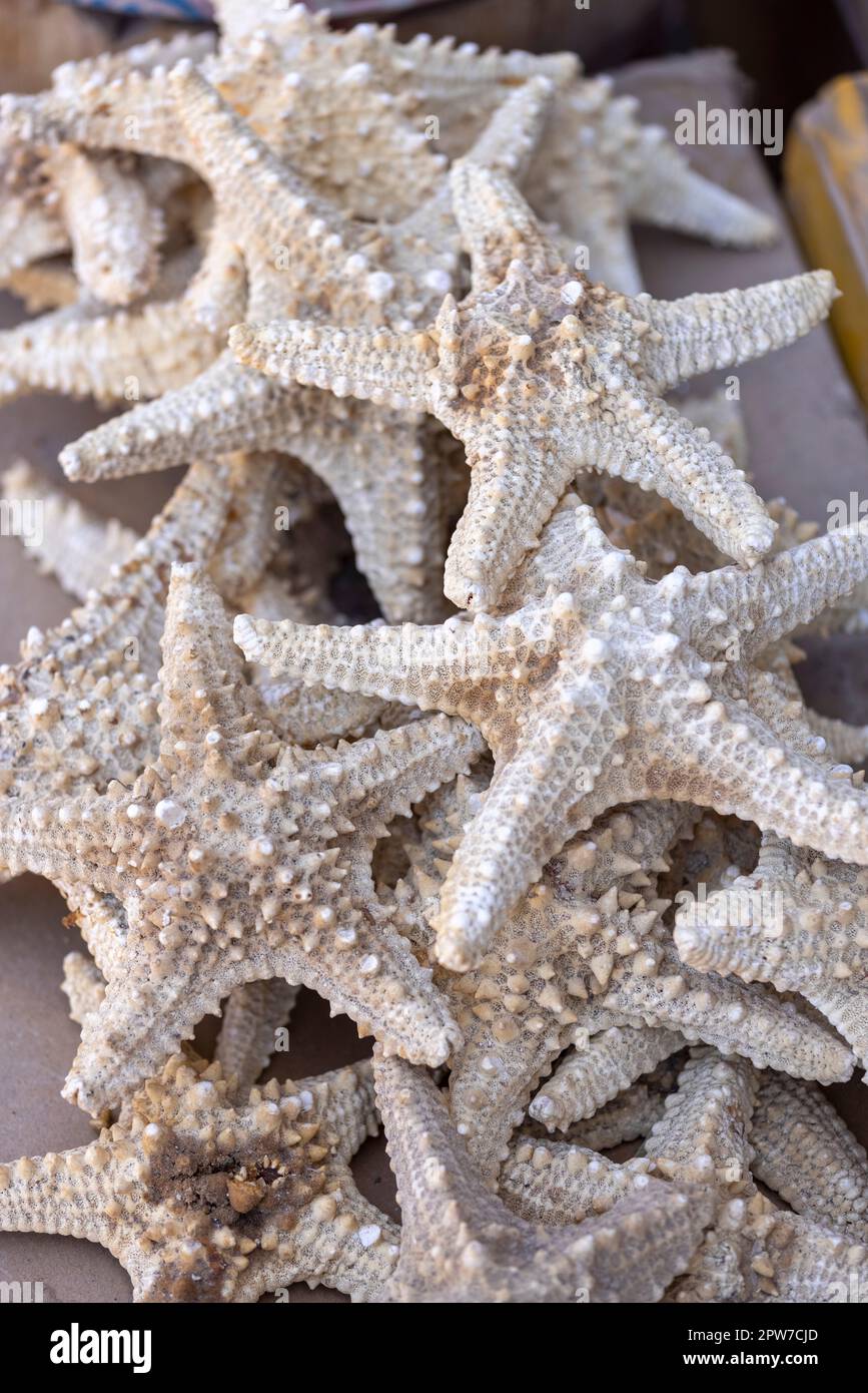 Straßenhandel mit Stars des Roten Meeres (Seesterne) auf der Hauptpromenade in einer exotischen Kleinstadt am Roten Meer auf der Sinai-Halbinsel, Dahab, Ägypten Stockfoto