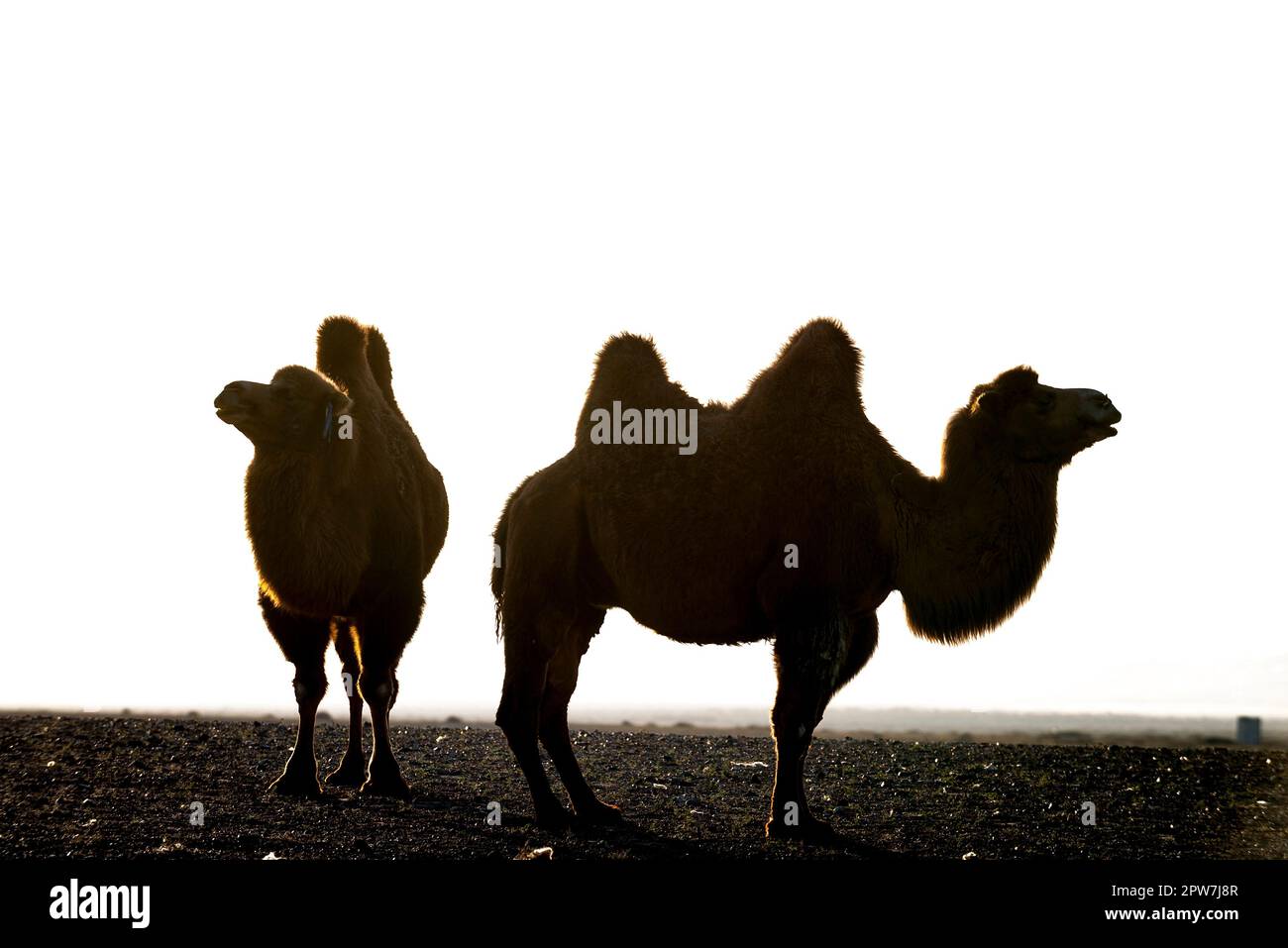 Die Silhouetten zweier Kamele oder Bactrianischer Kamele in der Hitze der Wüste Gobi, der Mongolei, Zentralasien Stockfoto