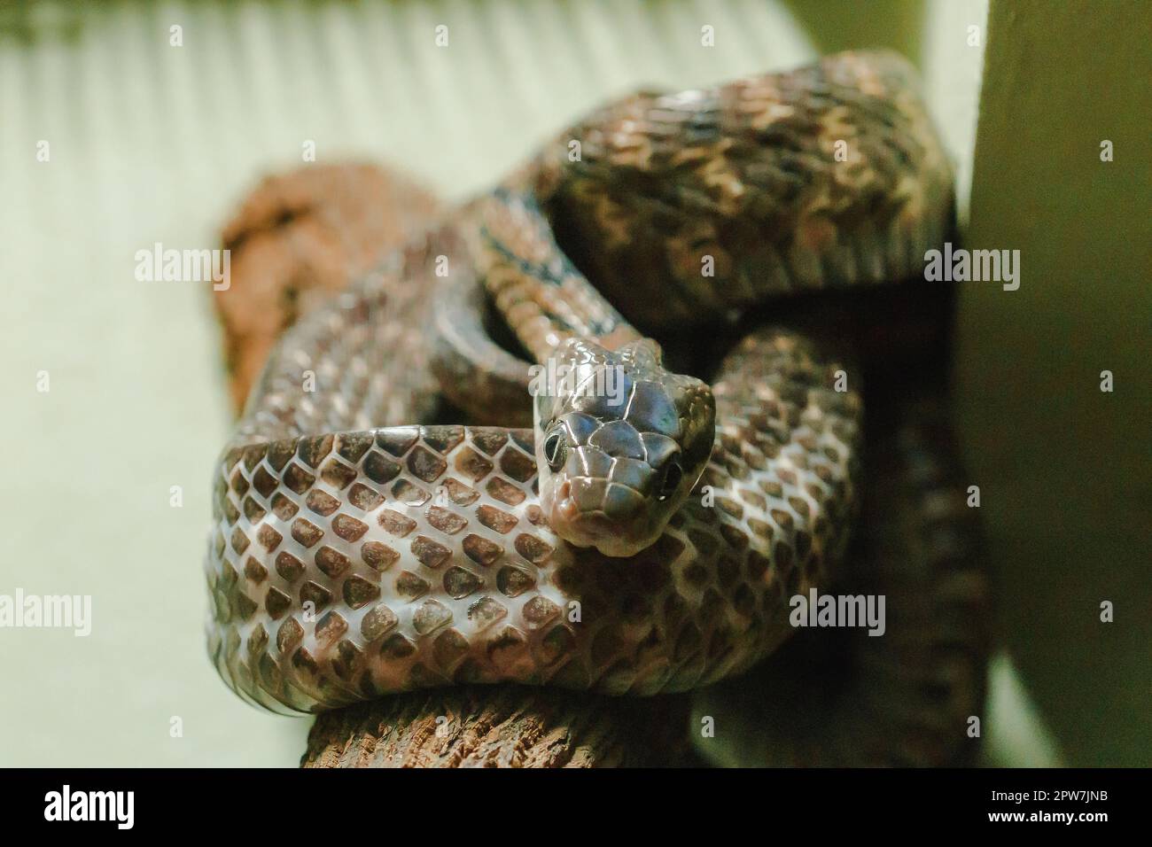 Hundezahnkatzenschlange auf einem Ast mit großen Augen Nocturnal Stockfoto