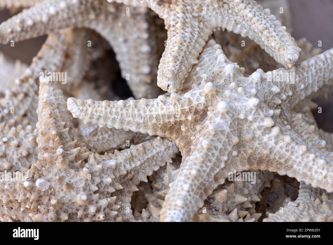 Straßenhandel mit Stars des Roten Meeres (Seesterne) auf der Hauptpromenade in einer exotischen Kleinstadt am Roten Meer auf der Sinai-Halbinsel, Dahab, Ägypten Stockfoto