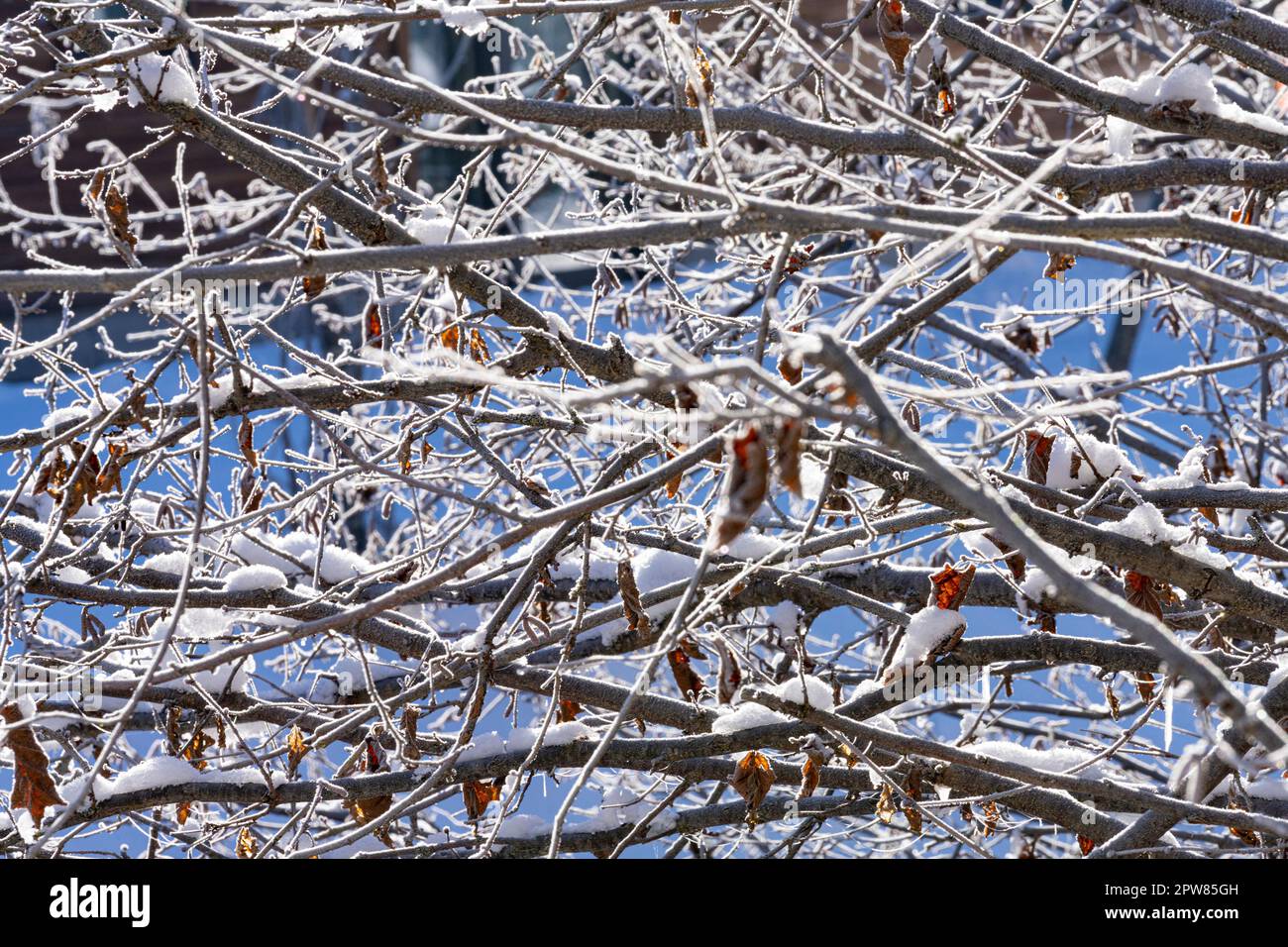 Die Eisformationen, die sich auf den Zweigen der Sträucher gebildet haben Stockfoto