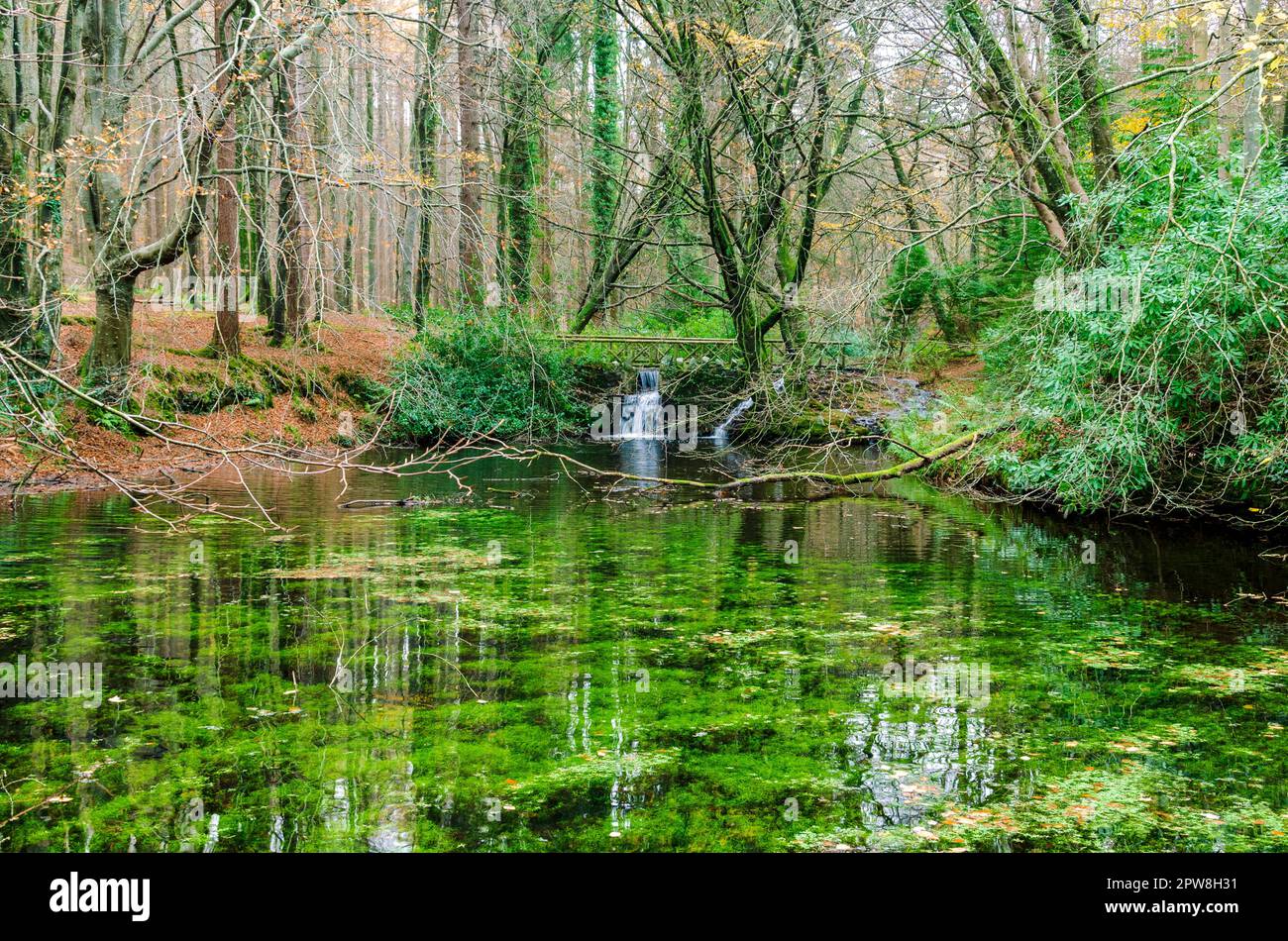 Ein Teich im Wald von Tollymore mit einem Wasserfall und Reflexionen der umliegenden Bäume und Büsche Stockfoto