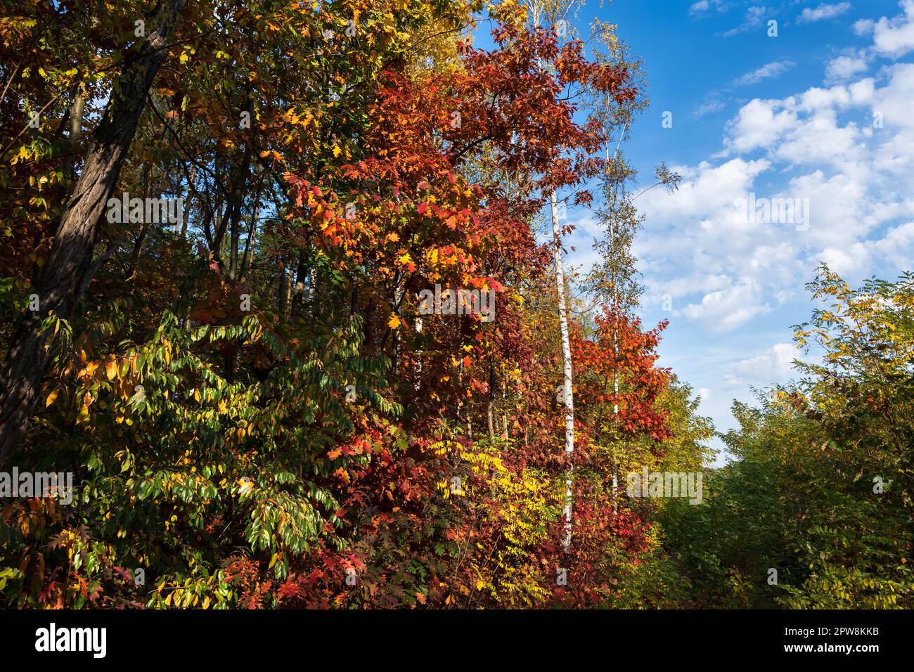 Am Rand eines herbstlichen gemäßigten Waldes an einem sonnigen Tag im Oktober, gemischter Wald in Masovien in Polen. Stockfoto