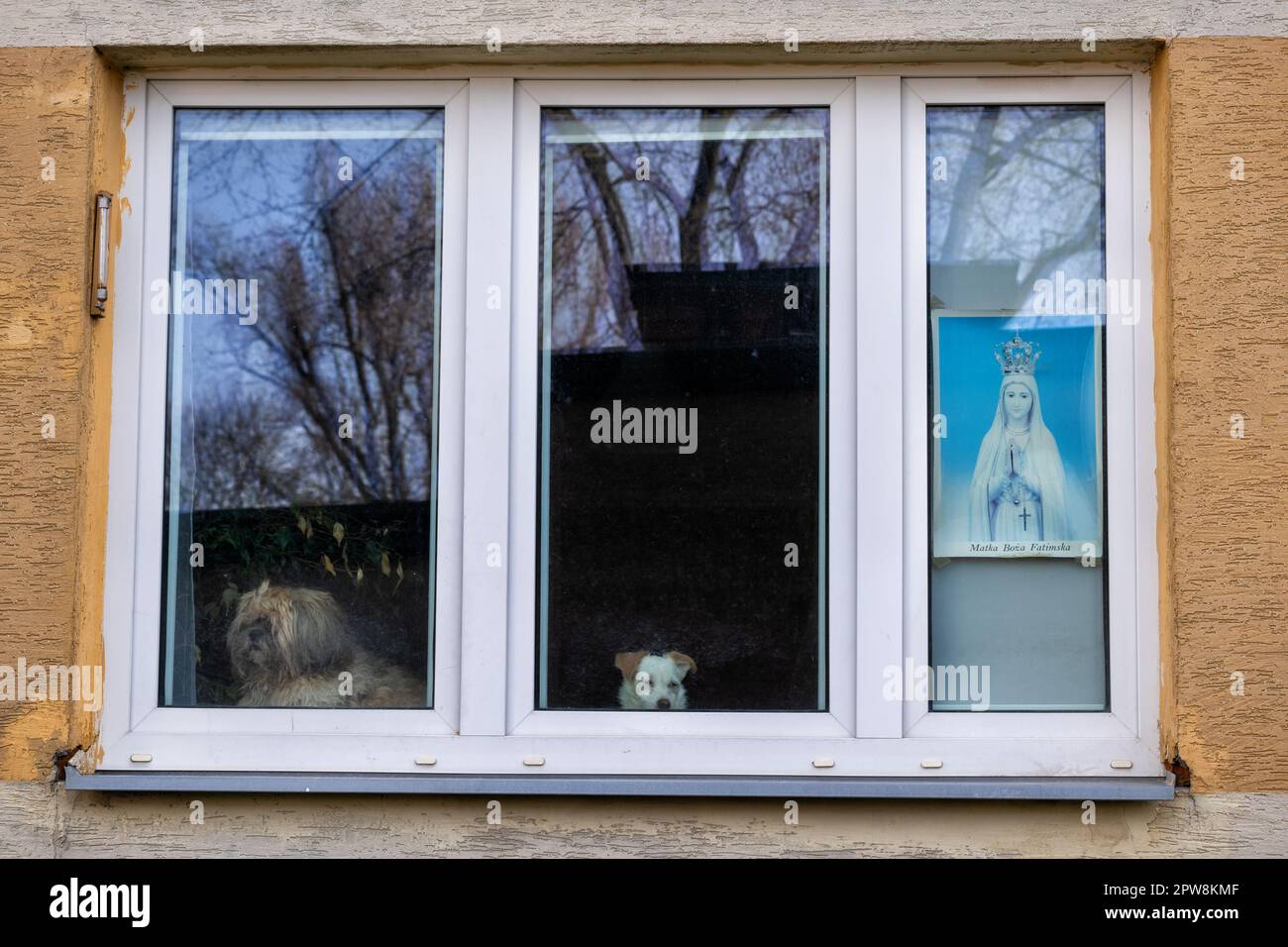 Unsere Lady von Fatima und zwei Hunde im Fenster, Bild der Heiligen Jungfrau Maria und zwei pelzige Freunde, die durch das Glas schauen, Straßenfotografie in W. Stockfoto