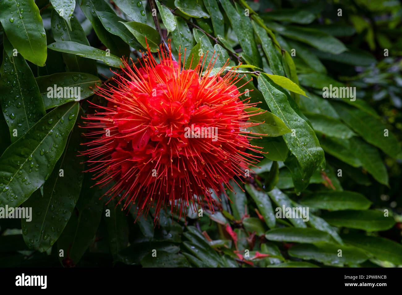 Rose von Venezuela. Gardens by the Bay erweckt die Vision einer Gartenstadt zum Leben. Tropische Blumen sind blühende Marina Gardens. Singapur. Mari Stockfoto