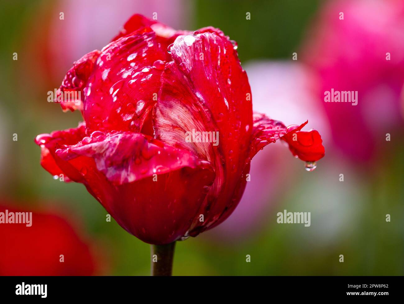 29. April 2023, Mecklenburg-Vorpommern, Brüsewitz: Wassertropfen sind auf der Blüte einer Tulpe auf einem Feld für Selbstpflücker zu sehen. Nach langem Regen in der Nacht zeigt das Wetter in Norddeutschland seine freundliche Seite mit Sonnenschein und milderen Temperaturen. Foto: Jens Büttner/dpa Stockfoto