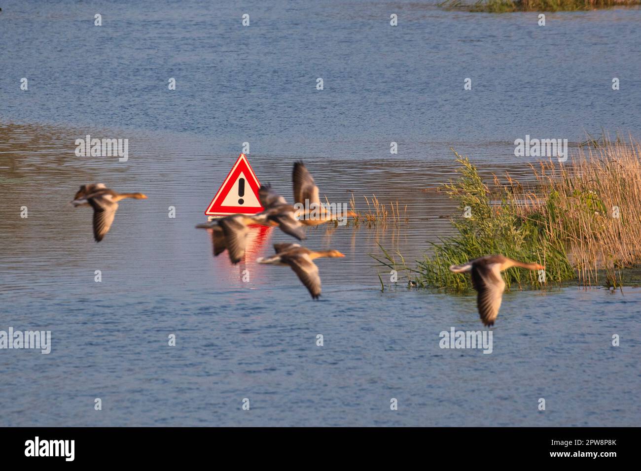Die Niederlande, Poederoijen, überflutetes Land, Pflaumen. Die Grylag-Gänse fliegen. Platz für das River-Projekt. Stockfoto