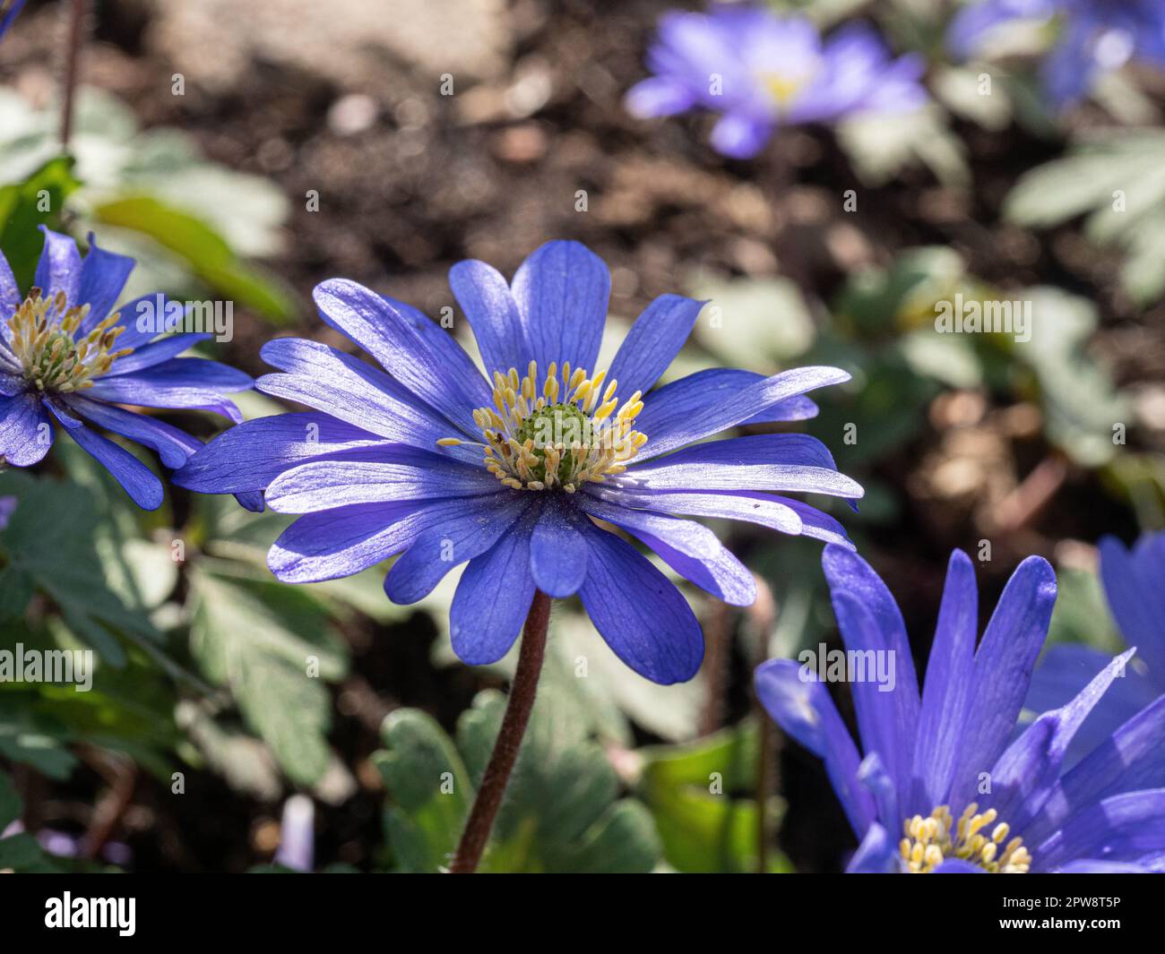 Eine Gruppe frühblauer Blüten der niedrig wachsenden Anemone blanda Stockfoto