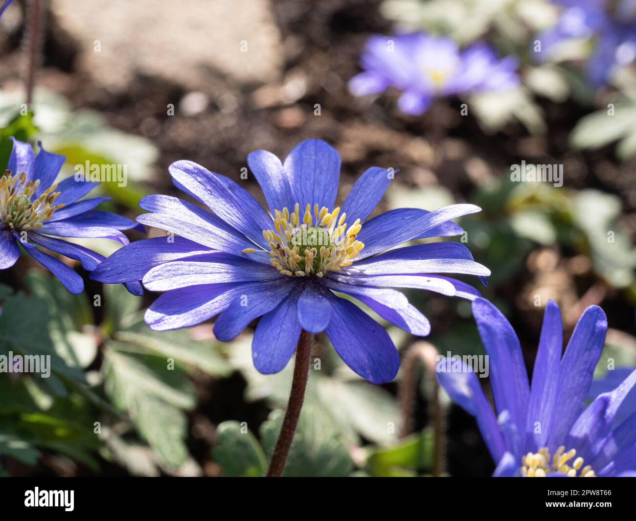 Eine Gruppe frühblauer Blüten der niedrig wachsenden Anemone blanda Stockfoto