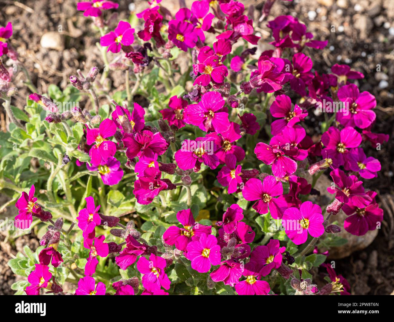 Nahaufnahme der Blumen der Felsenpflanze Aubrieta „AXcent Burgund“ Stockfoto