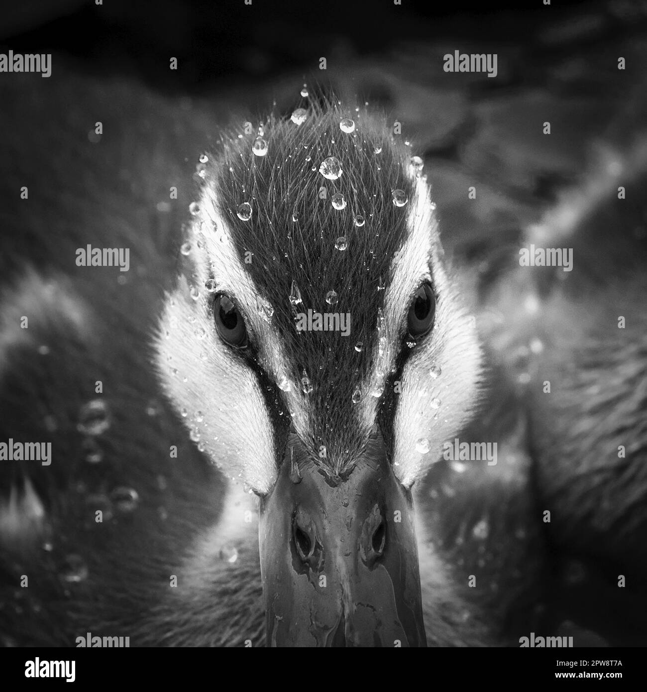 Die Niederlande, 's-Graveland, junge Ente im Teich. Porträt. Schwarzweiß. Stockfoto