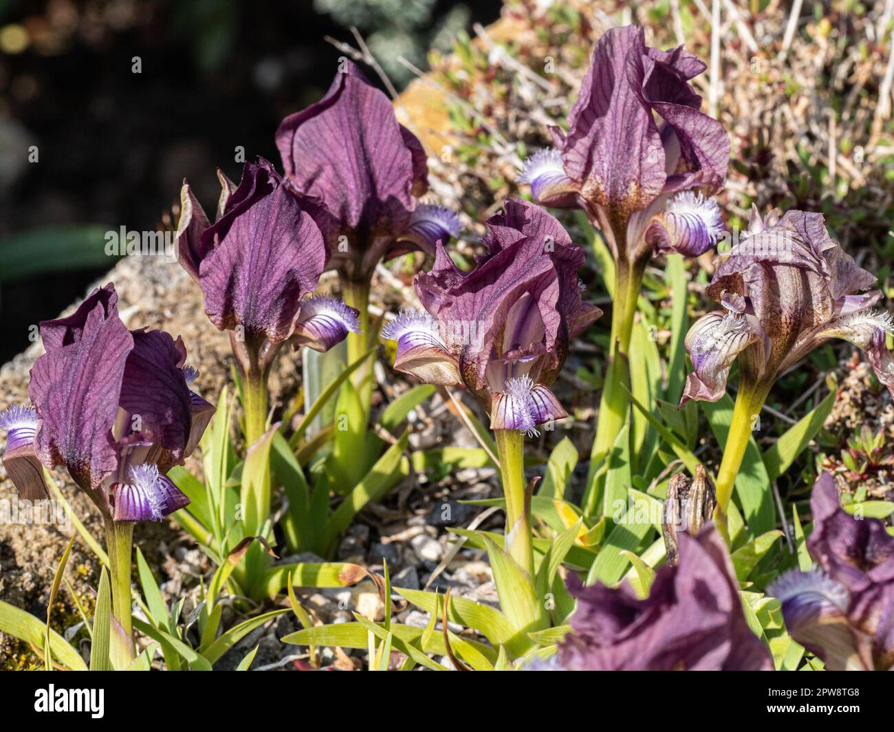 Eine Gruppe malvenfarbener Blüten der Miniatur Iris, Iris suaveolens Stockfoto