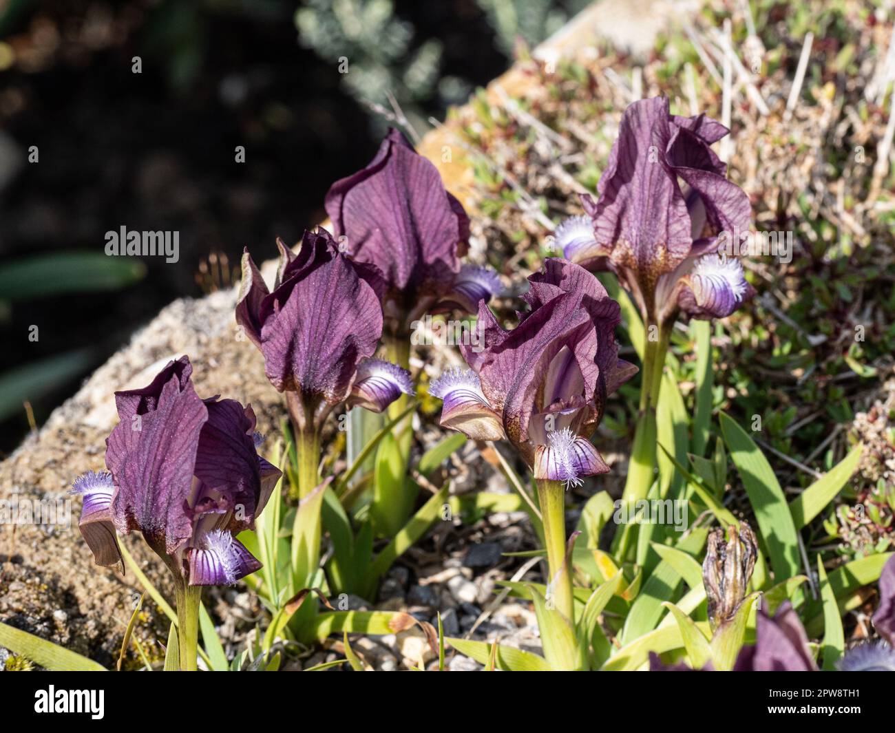 Eine Gruppe malvenfarbener Blüten der Miniatur Iris, Iris suaveolens Stockfoto