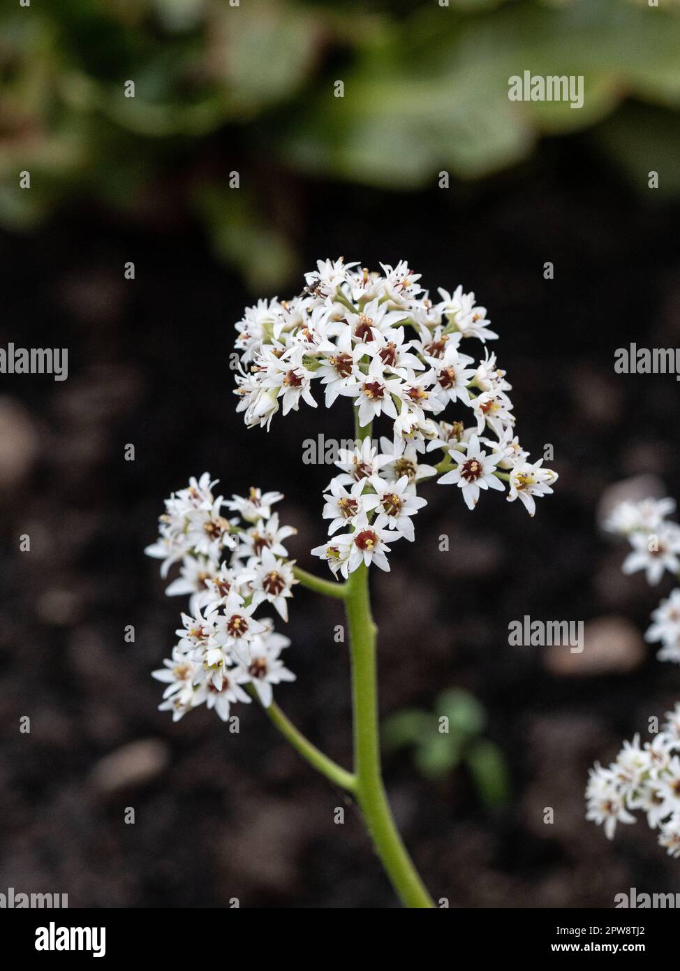 Die winzigen weißen Sternenblumen von Mukdenia rossii Stockfoto