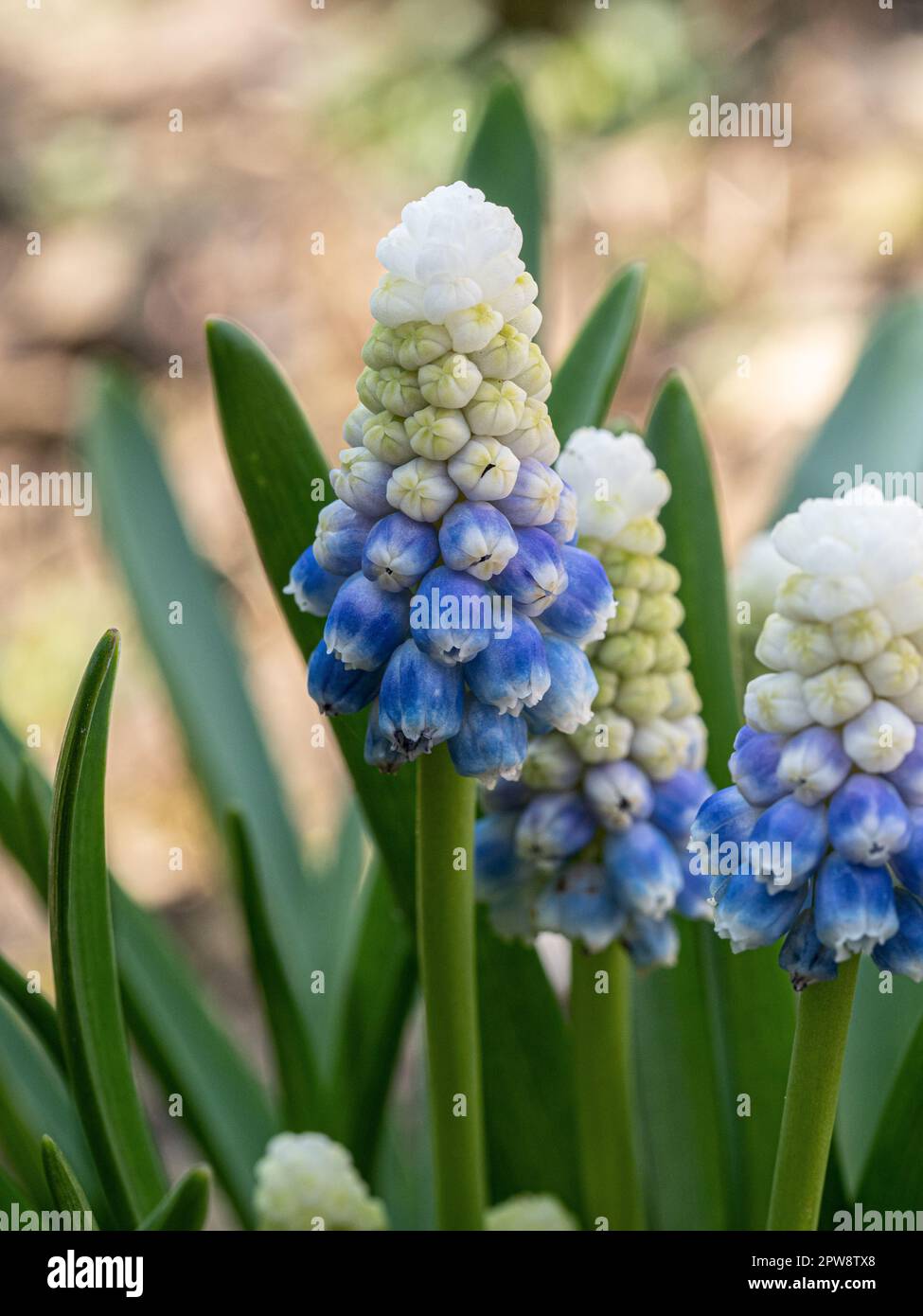 Nahaufnahme der weißen Öffnung zum blauen Blumenspitze der Frühlingsbirne Muscari „Mountain Lady“ Stockfoto