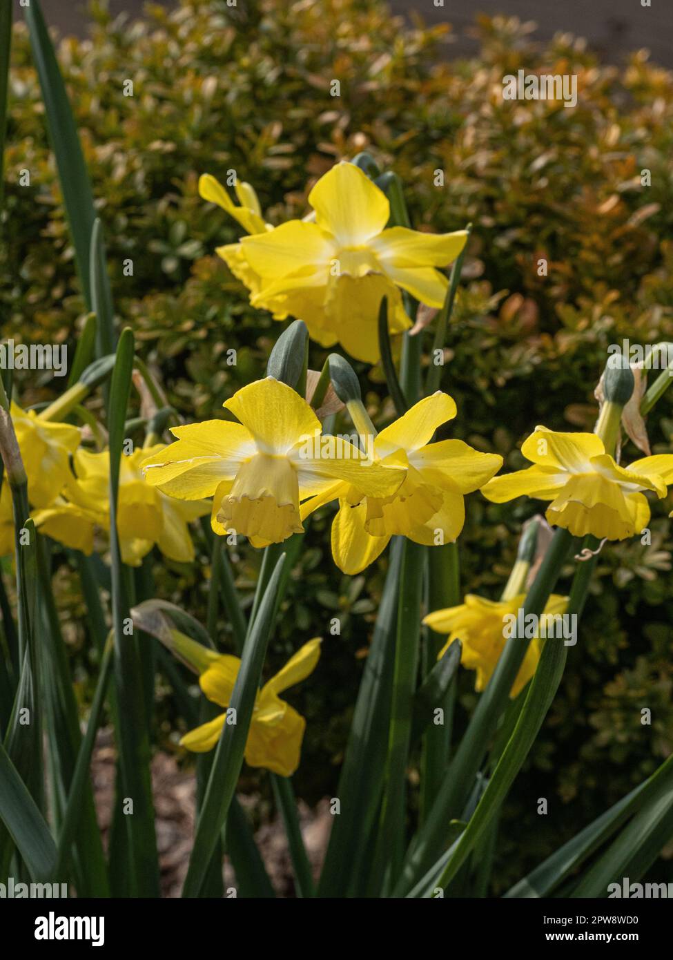 Eine Gruppe gelber und weißer Blüten von Narzissen „Pipit“ Stockfoto