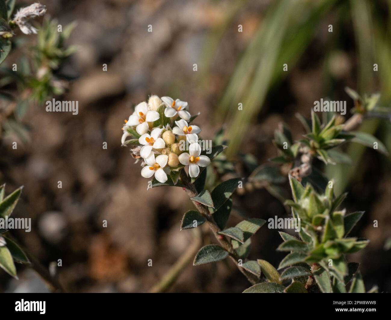 Eine Nahaufnahme der winzigen weißen Blumen von Pimelea barbata Stockfoto