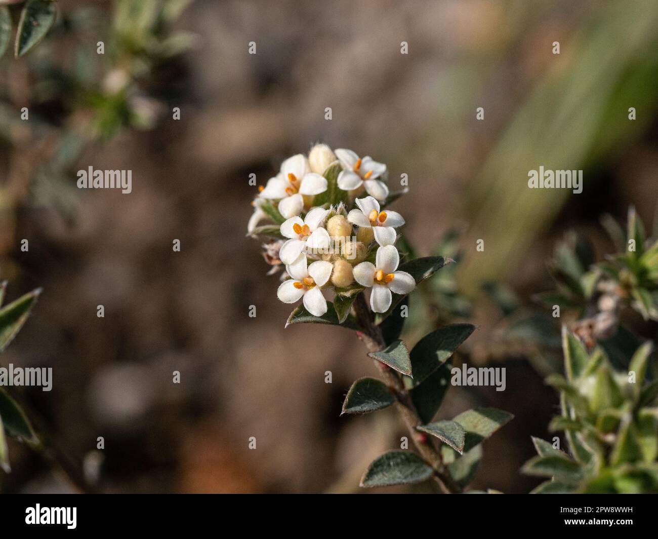 Eine Nahaufnahme der winzigen weißen Blumen von Pimelea barbata Stockfoto