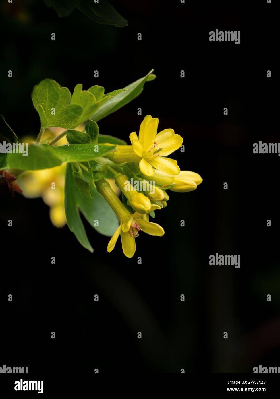 Die hellgelben Blüten der blühenden Johannisbeere Ribes odoratum Stockfoto