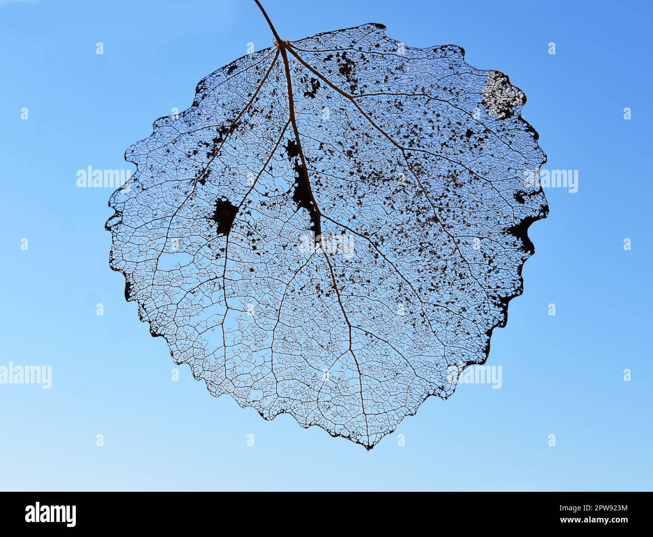 Nahaufnahme von toten alten verfallenen Espenblättern auf blauem Himmelshintergrund Stockfoto Nahaufnahme von toten alten verfallenen Espenblättern auf blauem Himmelshintergrund Stockfoto