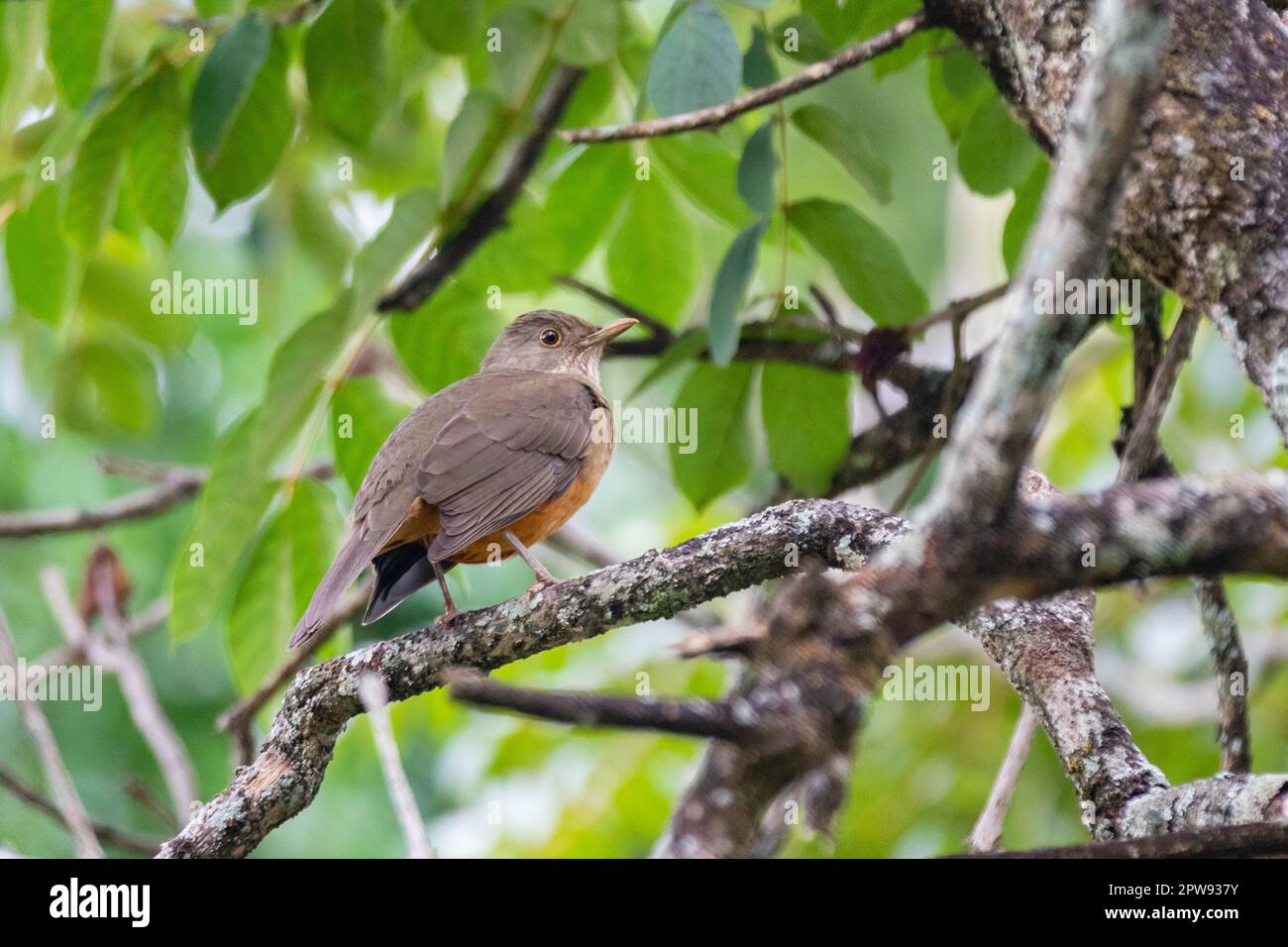 Bild einer schönen, bäugigen Thrush im Feeder! (Turdus rufiventris) bekannt als "abiá laranjeira". Stockfoto